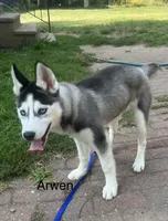Arwen, a female Siberian Husky for sale in Antigo, WI – 1 of 9