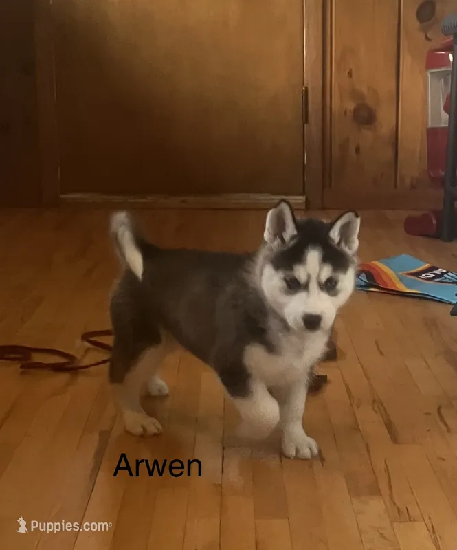 Arwen – Siberian Husky puppy for sale in Antigo, WI