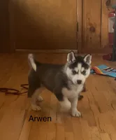 Arwen, a female Siberian Husky for sale in Antigo, WI – 2 of 6