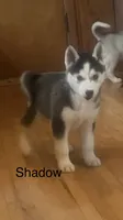 Shadow, a male Siberian Husky for sale in Antigo, WI – 5 of 5