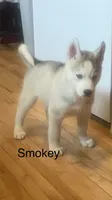 Smokey , a male Siberian Husky for sale in Antigo, WI – 5 of 5