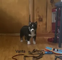 Vanta, a male Siberian Husky for sale in Antigo, WI – 4 of 4