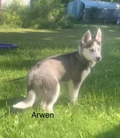 Arwen, a female Siberian Husky for sale in Antigo, WI – 2 of 9