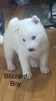 Blizzard , a male Siberian Husky for sale in Antigo, WI – 1 of 2
