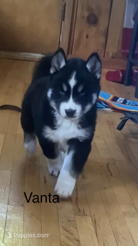 Vanta – Siberian Husky puppy for sale in Antigo, WI