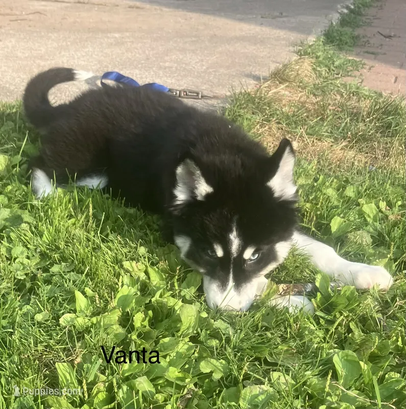 Vanta – Siberian Husky puppy for sale in Antigo, WI