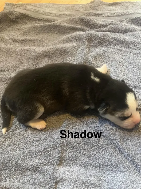Shadow – Siberian Husky puppy for sale in Antigo, WI