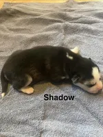 Shadow, a male Siberian Husky for sale in Antigo, WI – 1 of 2