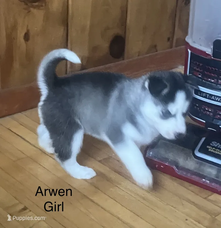 Arwen – Siberian Husky puppy for sale in Antigo, WI