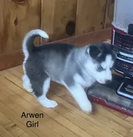 Arwen, a female Siberian Husky for sale in Antigo, WI – 1 of 2