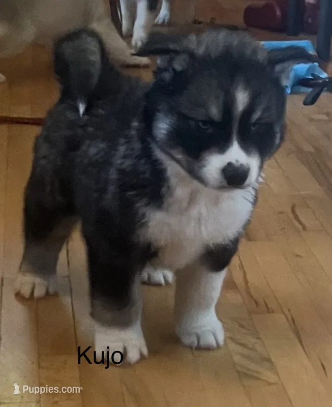 Kujo – Siberian Husky puppy for sale in Antigo, WI
