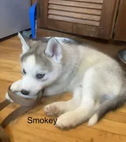 Smokey , a male Siberian Husky for sale in Antigo, WI – 4 of 5