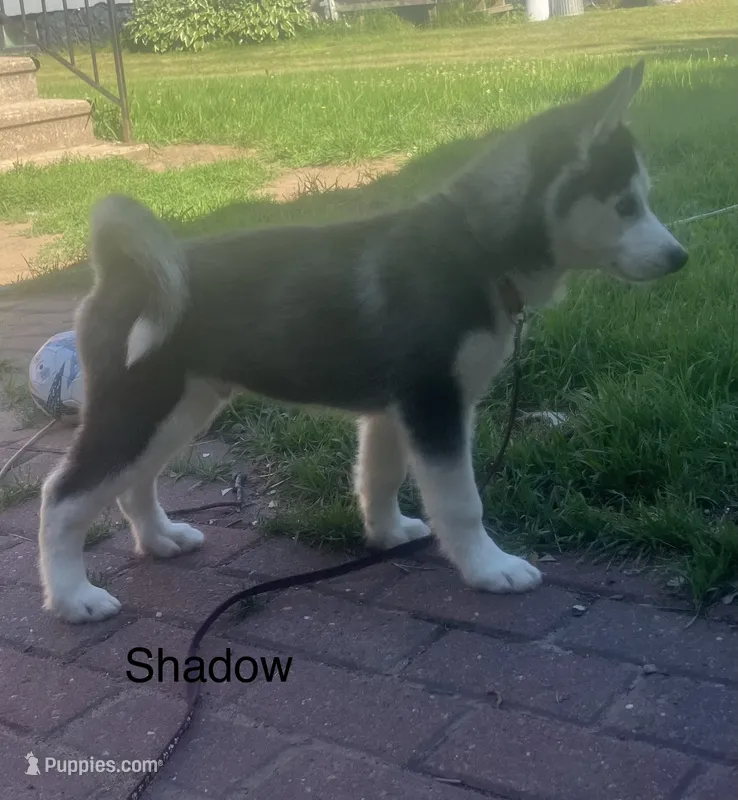 Shadow – Siberian Husky puppy for sale in Antigo, WI