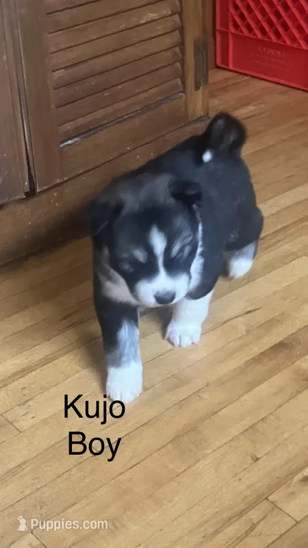 Kujo – Siberian Husky puppy for sale in Antigo, WI