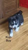 Kujo, a male Siberian Husky for sale in Antigo, WI – 1 of 2