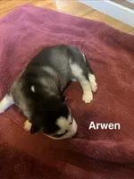 Arwen, a female Siberian Husky for sale in Antigo, WI – 2 of 2