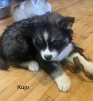 Kujo, a male Siberian Husky for sale in Antigo, WI – 4 of 4