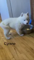 Cyrene , a female Siberian Husky for sale in Antigo, WI – 6 of 6