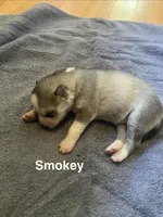 Smokey , a male Siberian Husky for sale in Antigo, WI – 2 of 2