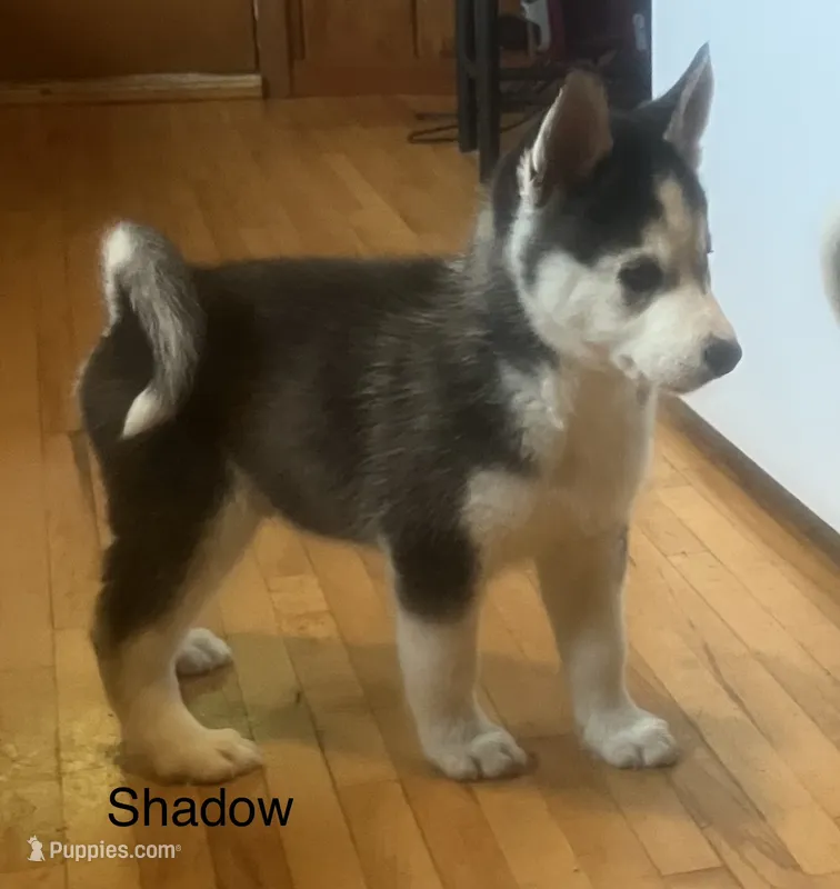 Shadow – Siberian Husky puppy for sale in Antigo, WI