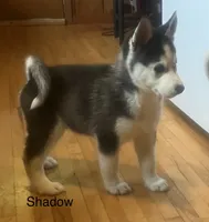 Shadow, a male Siberian Husky for sale in Antigo, WI – 1 of 5