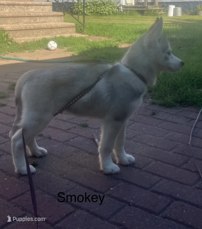 Smokey  – Siberian Husky puppy for sale in Antigo, WI