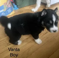 Vanta, a male Siberian Husky for sale in Antigo, WI – 1 of 2