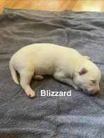Blizzard , a male Siberian Husky for sale in Antigo, WI – 2 of 2