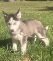 Arwen, a female Siberian Husky for sale in Antigo, WI – 9 of 9