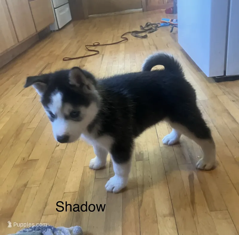 Shadow – Siberian Husky puppy for sale in Antigo, WI