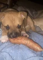 Heart 🩷 , a female Cane Corso for sale in Marion, NC – 4 of 9