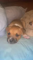 Heart 🩷 , a female Cane Corso for sale in Marion, NC – 7 of 9