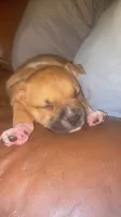Heart 🩷 , a female Cane Corso for sale in Marion, NC – 5 of 9