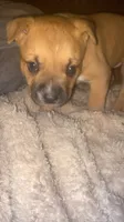 Heart 🩷 , a female Cane Corso for sale in Marion, NC – 6 of 9