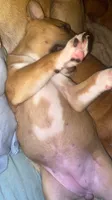 Heart 🩷 , a female Cane Corso for sale in Marion, NC – 3 of 9