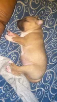 Heart 🩷 , a female Cane Corso for sale in Marion, NC – 8 of 9