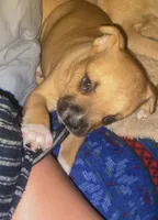 Heart 🩷 , a female Cane Corso for sale in Marion, NC – 1 of 9