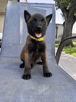 Yellow Collar, a male Belgian Malinois for sale in Wharton, TX – 2 of 5