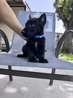Light Blue Collar , a male Belgian Malinois for sale in Wharton, TX – 2 of 3
