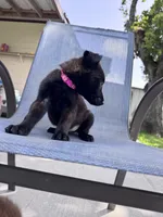 Hot Pink Collar, a female Belgian Malinois for sale in Wharton, TX – 2 of 4