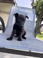 Hot Pink Collar, a female Belgian Malinois for sale in Wharton, TX – 4 of 4