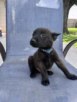Dark Blue Collar, a male Belgian Malinois for sale in Wharton, TX – 5 of 5