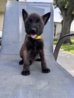 Yellow Collar, a male Belgian Malinois for sale in Wharton, TX – 3 of 5