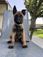 Light Green Collar, a male Belgian Malinois for sale in Wharton, TX – 2 of 6
