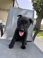Red Collar, a male Belgian Malinois for sale in Wharton, TX – 3 of 4