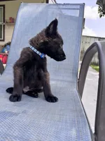 Dark Blue Collar, a male Belgian Malinois for sale in Wharton, TX – 1 of 5