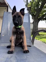 Light Green Collar, a male Belgian Malinois for sale in Wharton, TX – 3 of 6