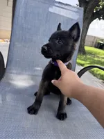 Purple Collar , a female Belgian Malinois for sale in Wharton, TX – 3 of 5