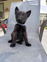 Dark Blue Collar, a male Belgian Malinois for sale in Wharton, TX – 2 of 5