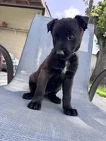 Light Pink Collar, a female Belgian Malinois for sale in Wharton, TX – 3 of 3